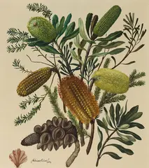 (Banksia) 1954 by Adrian Feint, 1954, oil on board, offered Apr 2014