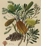 Adrian Feint, (Banksia) 1954