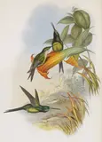 John Gould, A Monograph of the Trochilidae, or Family of Humming-Birds, the author, London, 1849-1861 (with supplement , 1880-1887)