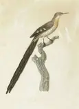 Auguste Pelletier, UNIDENTIFIED SUGARBIRD (PROMEROPS SP.) CIRCA 1801-1805, 1801-1805, watercolour heightened with white