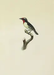 Jacques Barraband, BARBU DELA GUYANE FEMELLE - FEMALE BLACK SPOTTED BARBET (CAPITO NIGER) CIRCA 1801-1805, 1801-1805, watercolour heightened with white