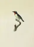 Jacques Barraband, BARBU DELA GUYANE FEMELLE - FEMALE BLACK SPOTTED BARBET (CAPITO NIGER) CIRCA 1801-1805, 1801-1805, watercolour heightened with white