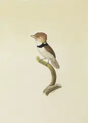 Jacques Barraband, UNIDENTIFIED BARBET (CAPITONIDAE SP.) CIRCA 1801-1805, 1801-1805, watercolour heightened with white
