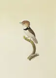 Jacques Barraband, UNIDENTIFIED BARBET (CAPITONIDAE SP.) CIRCA 1801-1805, 1801-1805, watercolour heightened with white
