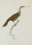 Auguste Pelletier, LONG BILLED WOODCREEPER (NASICA LONGIROSTRIS) CIRCA 1801-1805, 1801-1805, watercolour heightened with white