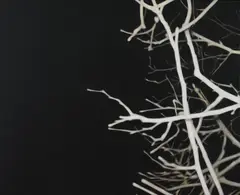VOID AND BRANCHES 2004 by Andrew Browne, 2004, oil on linen, offered Jun 2013