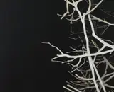 Andrew Browne, VOID AND BRANCHES 2004