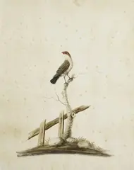 Sarah Stone, LYREBIRD (circa 1800-1805); COMMON WAXBILL 1782, 1782, watercolour and Indian ink (2)