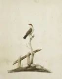 Sarah Stone, LYREBIRD (circa 1800-1805); COMMON WAXBILL 1782, 1782, watercolour and Indian ink (2)