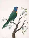 Moses Griffith, RAINBOW LORIKEET (TRICHOGLOSSUS HAEMATODUS MOLUCCANUS) 1772, 1772, goucahe on vellum