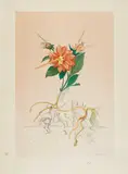Auktion 329, Los 524 by Salvador Dalí, 1968, Kaltnadelradierung und Pochoir auf Japan, sold Nov 2013