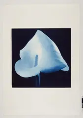 Auktion 329, Los 340 by Robert Mapplethorpe, 1988, Farbige Photogravure auf ARCHES FRANCE Z (Wasserzeichen), sold Nov 2013