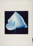 Robert Mapplethorpe, Auktion 329, Los 340, 1988, Farbige Photogravure auf ARCHES FRANCE Z (Wasserzeichen)