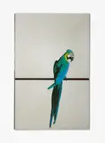 Pappagallo by Michelangelo Pistoletto, Farbserigrafie auf polierter Edelstahlplatte, sold Nov 2014