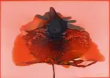 Ohne Titel by Otto Piene, Mischtechnik (Feuergouache) auf rot beschichtetem Karton, sold Nov 2014