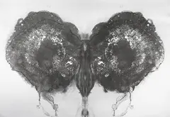 Butterfly silver by Otto Piene, Serigrafie auf silber beschichtetem Karton, sold Nov 2014