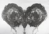 Otto Piene, Butterfly silver, Serigrafie auf silber beschichtetem Karton