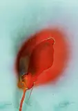 "Surprise" by Otto Piene, Mischtechnik (Feuergouache) auf hellblau beschichtetem Karton, sold Jun 2015