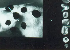 Felix Droese, Ohne Titel (Scherenschnitt Nr. 10), Collage auf Papier