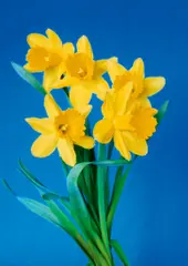 3 Blumenbilder by Hans-Peter Feldmann, Lambda-Print auf Aludibond, sold Jun 2015