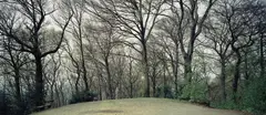 Thomas Struth, "Grafenberger Wald, Düsseldorf 2006", C-Print