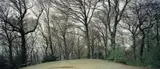 Thomas Struth, "Grafenberger Wald, Düsseldorf 2006", C-Print