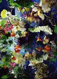 Margriet Smulders, Amor vincit I, C-Print auf Diasec