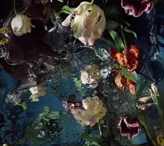 Margriet Smulders, For Jan van Huysum II, C-Print auf Diasec