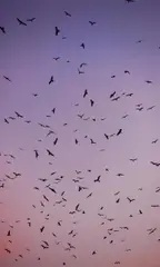 Moritz Wegwerth, Vögel, C-Print, Laserchrome