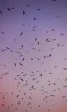Moritz Wegwerth, Vögel, C-Print, Laserchrome