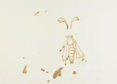 Biene, aus: Spur I by Joseph Beuys, Farblithografie auf Papier, sold Jun 2015
