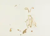 Biene, aus: Spur I by Joseph Beuys, Farblithografie auf Papier, sold Jun 2015