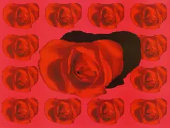 Eva Ruhland, Eine Rose ist keine Rose (Rose), Flachdruck auf Papier