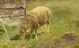 Heinrich von Zügel, Weidendes Schaf