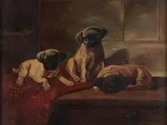 Frank Whiting Rogers, For Sale-Three Little Pug Dogs, Oil on board