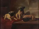 Frank Whiting Rogers, For Sale-Three Little Pug Dogs, Oil on board