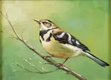 Songbird on Branch by American School, Oil on canvas, sold Jun 2025