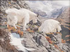 Tom Beecham, Mountain Goats, Oil on board