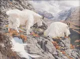 Tom Beecham, Mountain Goats, Oil on board