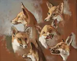 Studies of Fox Heads by Continental School, Oil on board, sold Nov 2023