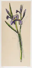 David Bates, Iris, Lithograph