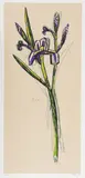 David Bates, Iris, Lithograph
