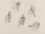 Kiki Smith, Untitled, Lithograph