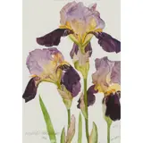 Elizabeth Blackadder, PURPLE IRISES