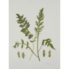 WILDFLOWER by Elizabeth Blackadder, 2014, Screenprint, P/P, aside from the edition of 80, sold Apr 2023