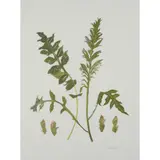 Elizabeth Blackadder, WILDFLOWER, 2014, Screenprint, P/P, aside from the edition of 80