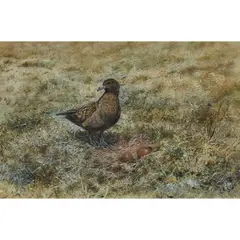 George Edward Lodge, GREAT SKUA, gouache