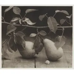 John Stewart, PEARS IN LEAF, TOURS - 1975/1996, fresson print