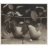 John Stewart, PEARS IN LEAF, TOURS - 1975/1996, fresson print