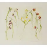 Elizabeth Blackadder, IRISES, LILIES, TULIPS, 2013, Etching, 2/40